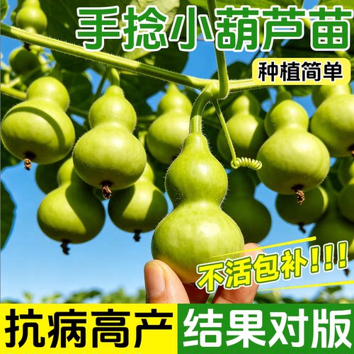 阳台庭院观赏葫芦苗秧手捻葫芦苗