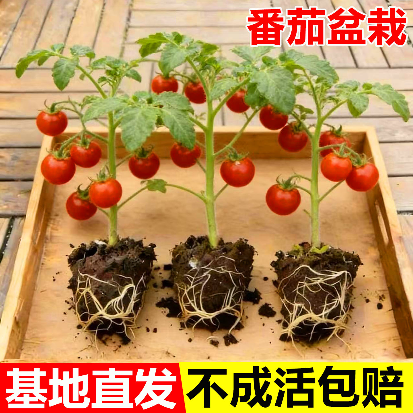 矮生红番茄苗秧盆栽秋冬季西红柿