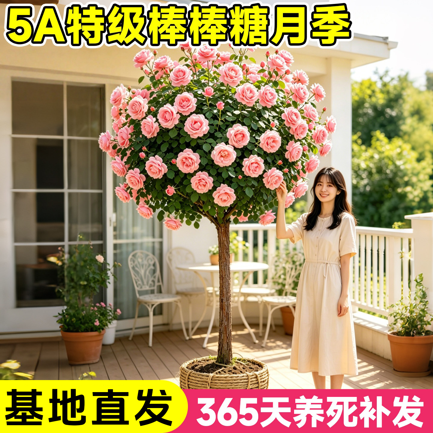棒棒糖树桩月季老桩盆栽树状带特大花卉四季玫瑰花苗庭院阳台植物