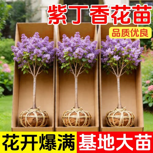 欧洲丁香花树苗盆栽小苗紫色四季