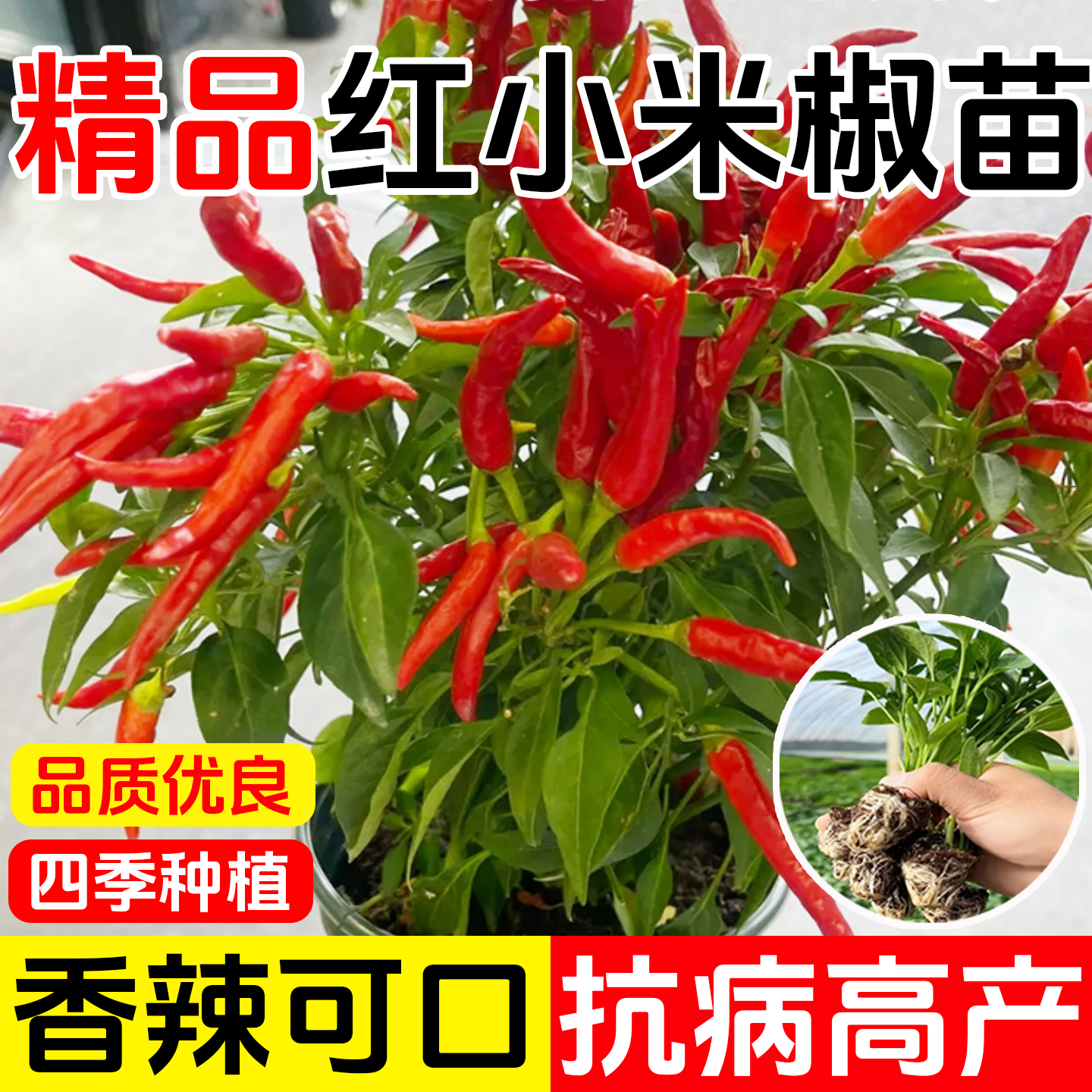 红小米辣椒苗秧苗朝天椒种籽泡椒