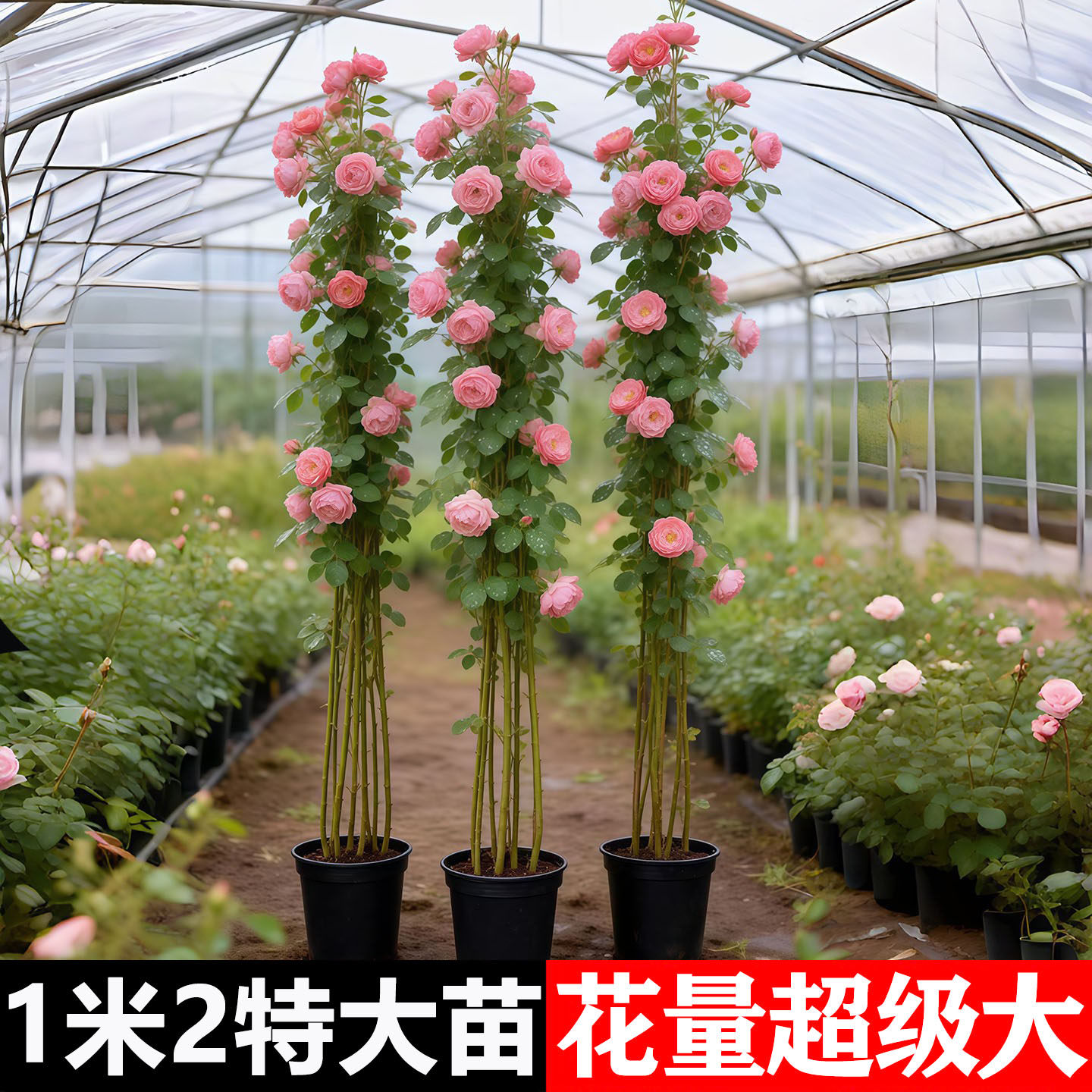 藤本月季爬藤大苗蔷薇花苗特大花树苗庭院爬墙植物四季开花卉盆栽