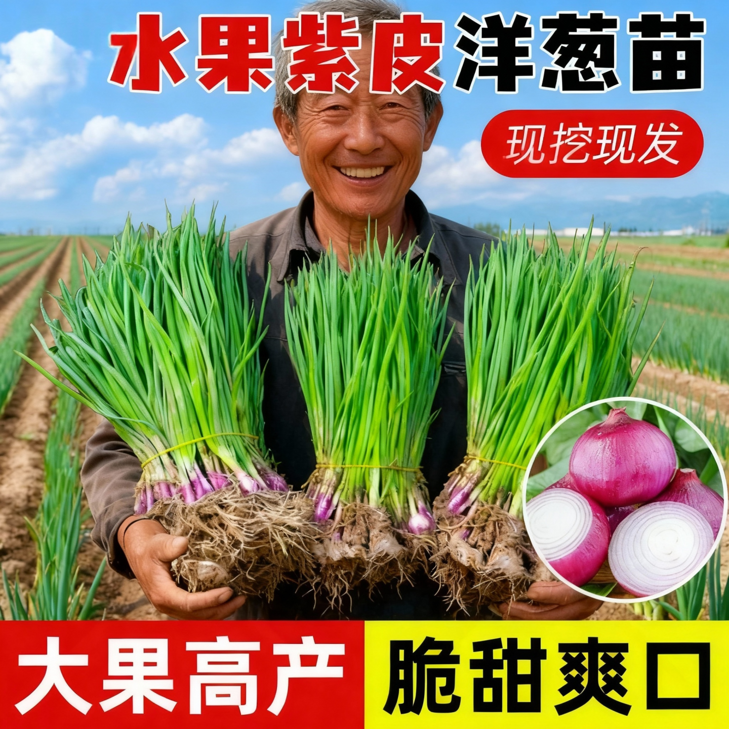 水果洋葱苗子紫皮洋葱苗秧苗蔬菜