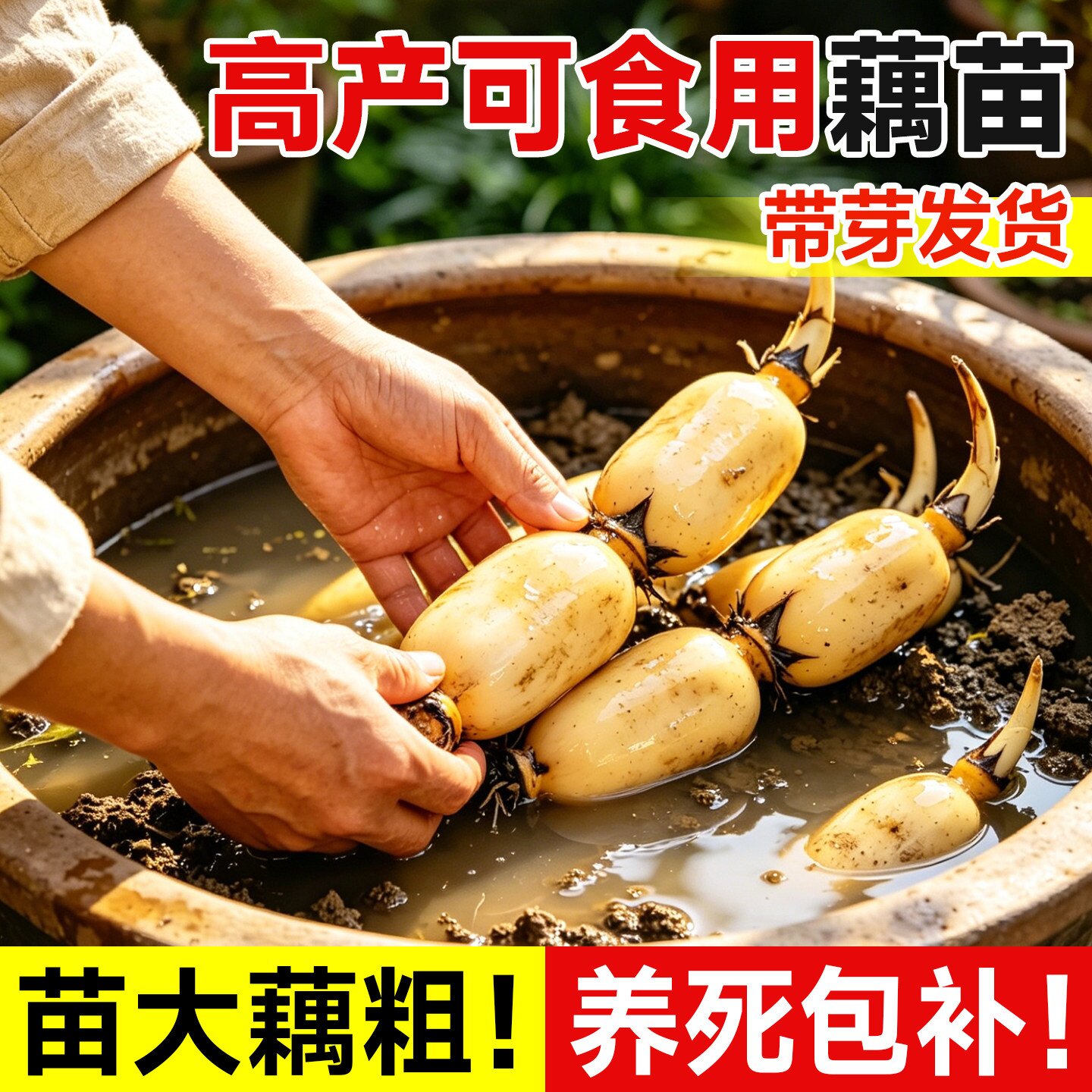 莲藕苗种可食用脆藕粉藕藕苗种根种子田地池塘大型荷花苗菜莲莲子