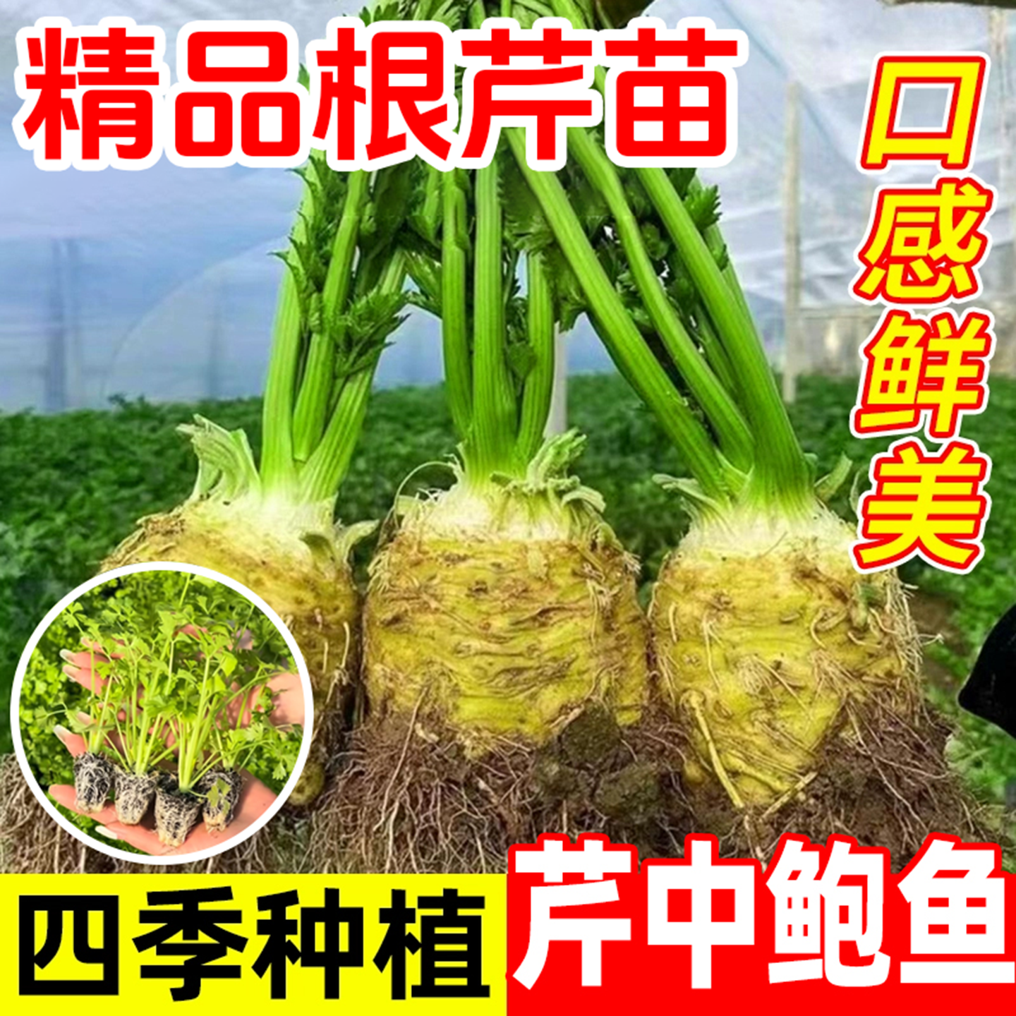 正宗地中海根芹苗子四季洋芹芹菜根种籽阳台蔬菜盆栽耐热蔬菜种子