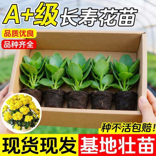 长寿花苗重瓣大花品种苗四季好养