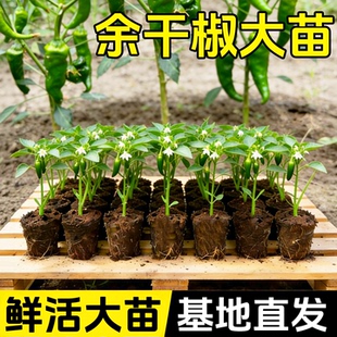 正宗余干辣椒苗枫树樟树港辣椒苗子丰收辣椒薄皮青椒盆栽阳台地栽