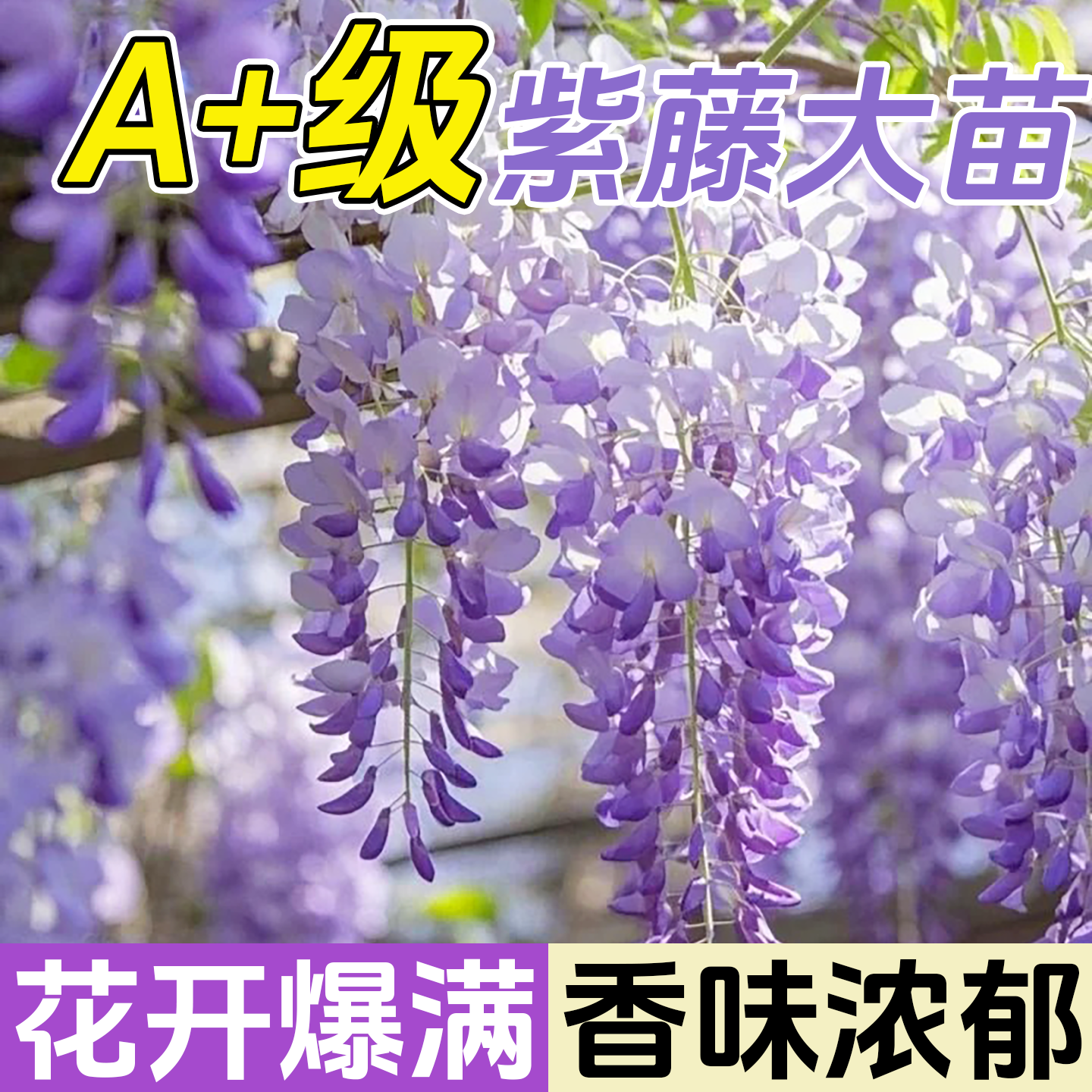 紫藤花树苗爬藤植物多花紫藤萝树苗阳台四季盆栽庭院老桩花卉开花