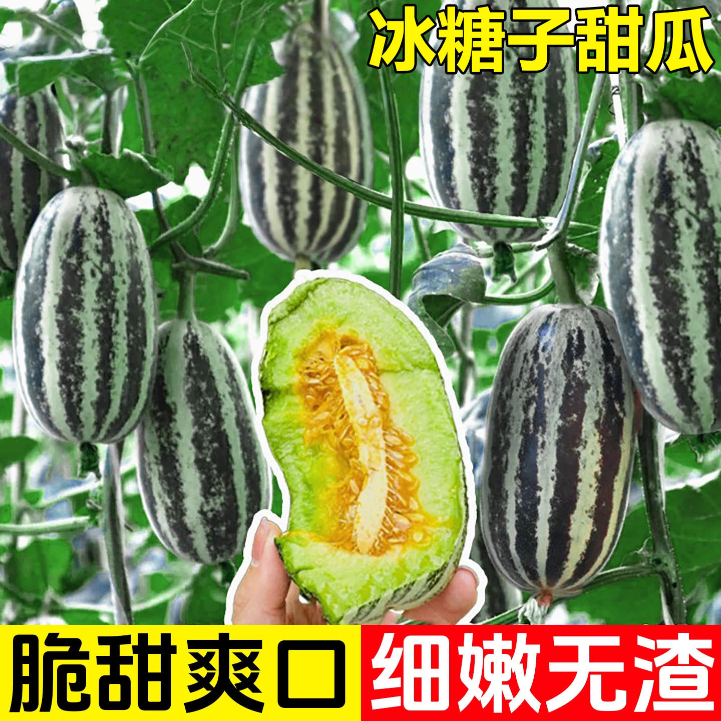 博洋冰糖子甜瓜香瓜蜜瓜苗秧羊角蜜绿宝石甜瓜种子大全超甜水果