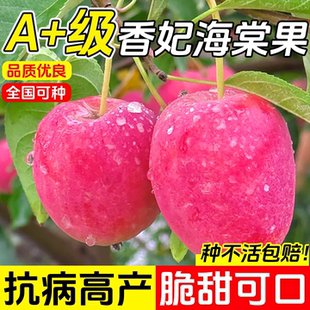 新疆东北香妃海棠果树果苗小苹果树沙果正宗锦绣香妃海棠果树苗