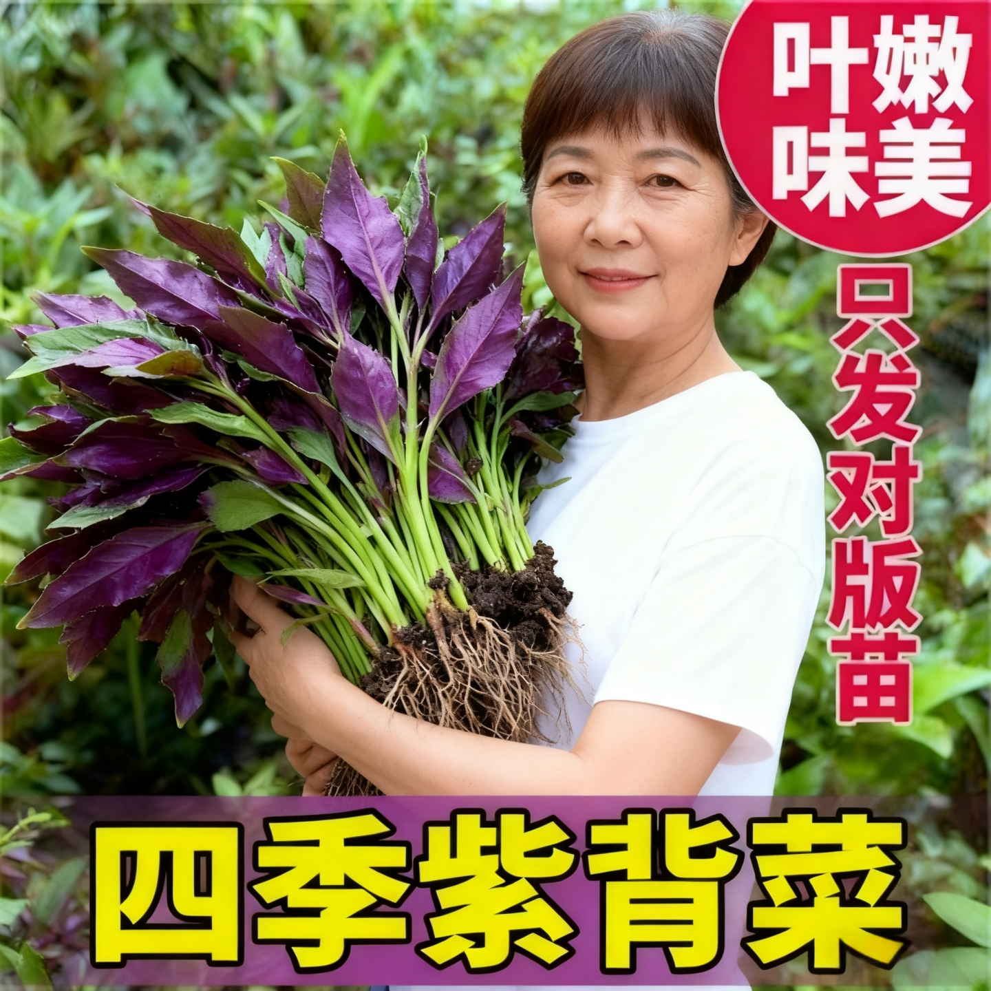 紫背天葵苗秧苗紫贝菜苗天然菜四川观音菜苗秋冬蔬菜苗,鲜花速递/花卉仿真/绿植园艺,种苗/半成品盆栽,淘宝优惠券,粉丝福利购,淘宝优惠卷