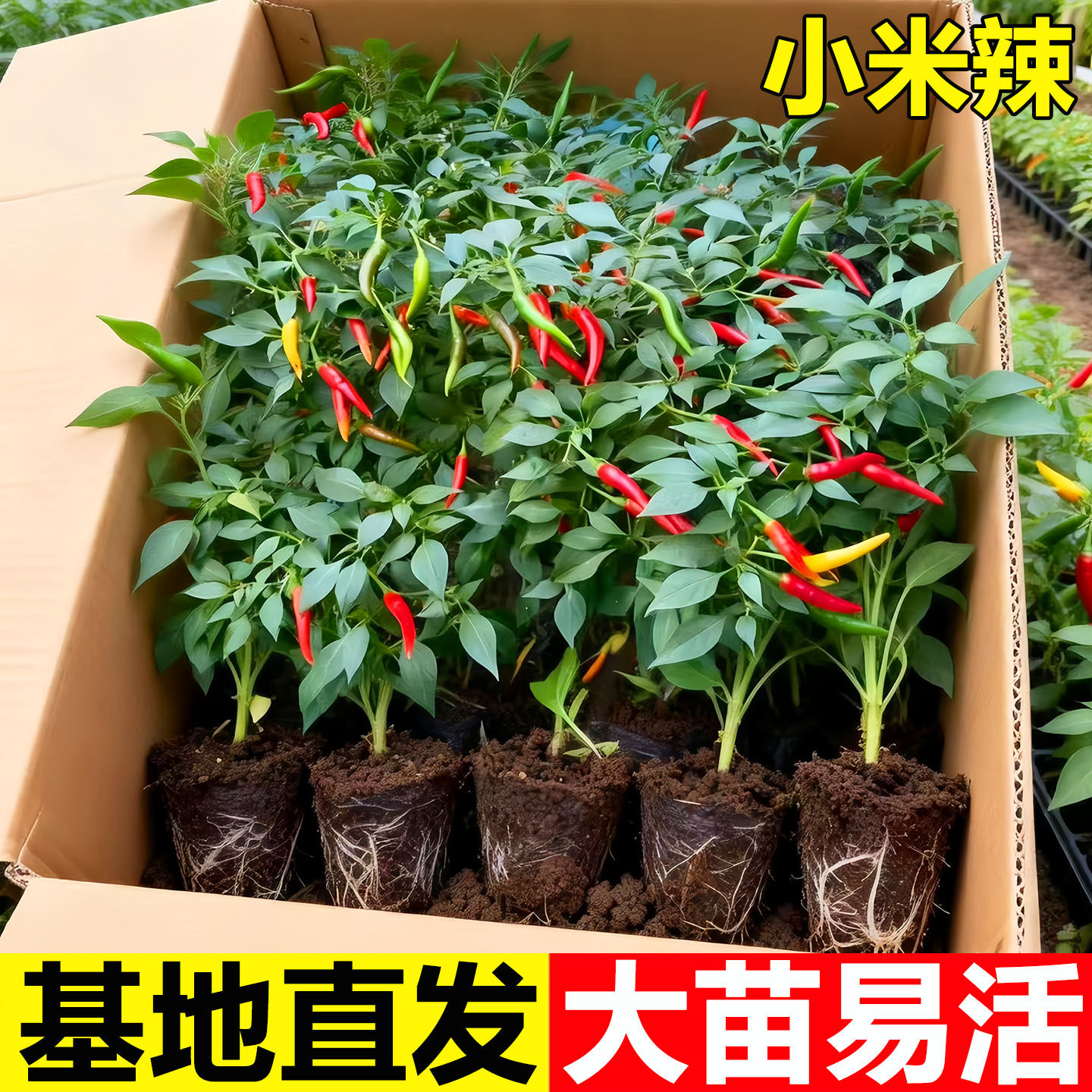 小米辣椒苗秧苗朝天椒种籽苗泡椒苗幼苗四季超辣超产阳台辣椒苗子