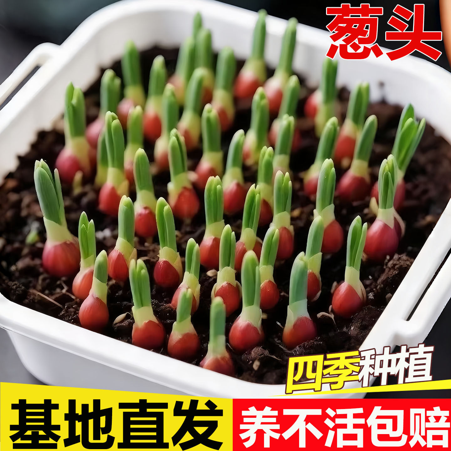 葱种子四季葱头种小香葱种头广东四川红葱头盆栽阳台本地火葱