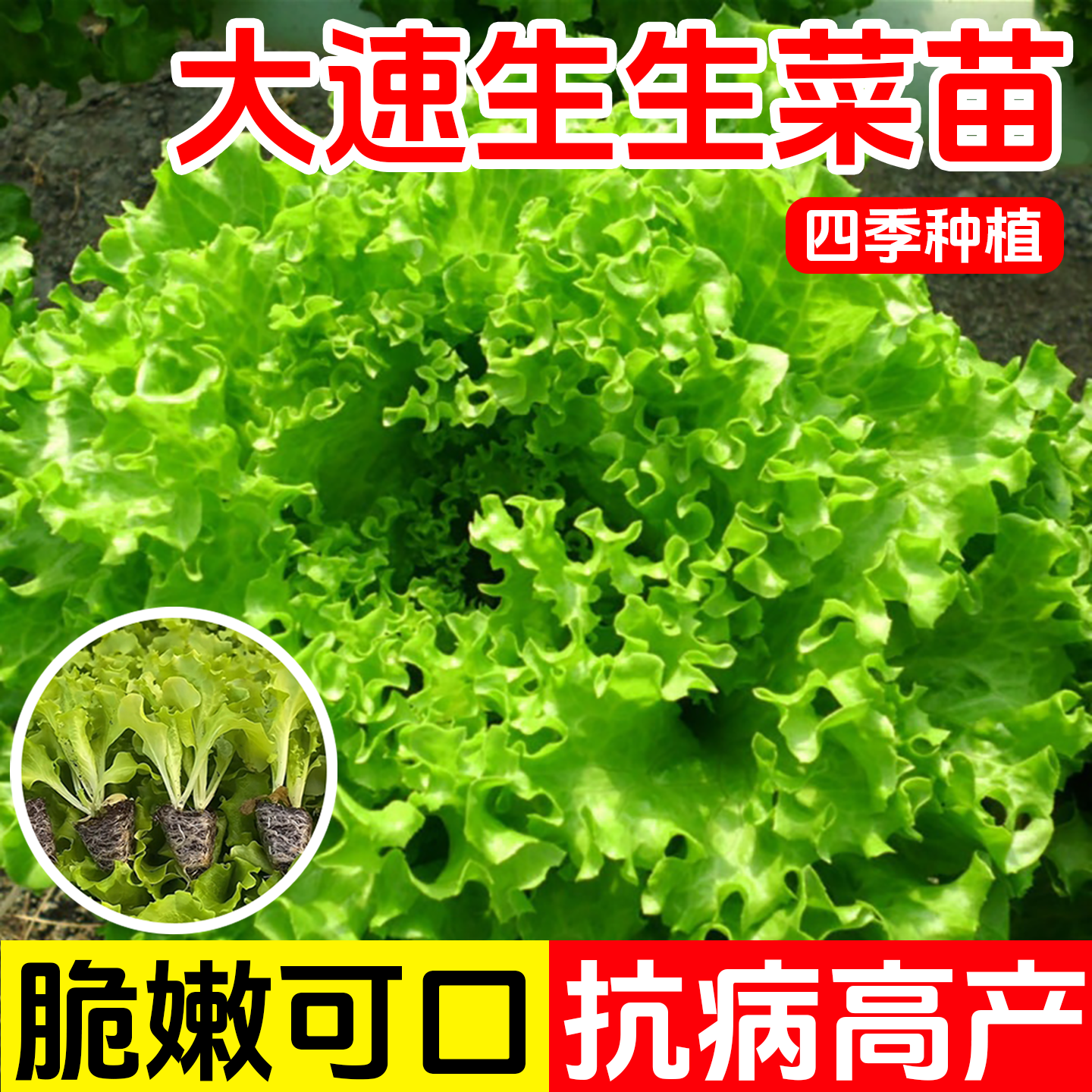 四季速生菜秧苗籽抗热耐抽苔蔬菜