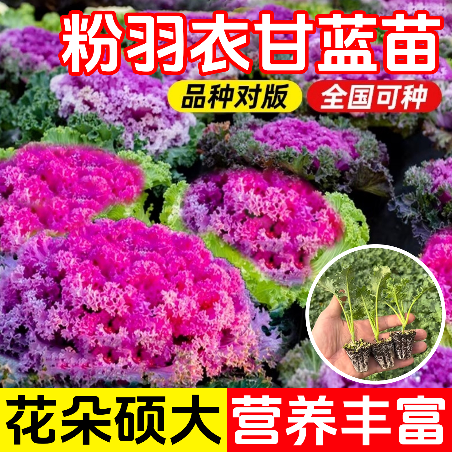粉羽衣甘蓝苗孢子甘蓝苗高产耐寒