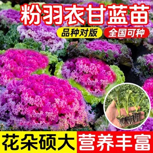 粉羽衣甘蓝苗孢子甘蓝苗秧高产耐寒蔬菜女王绿粉紫羽衣四季蔬菜