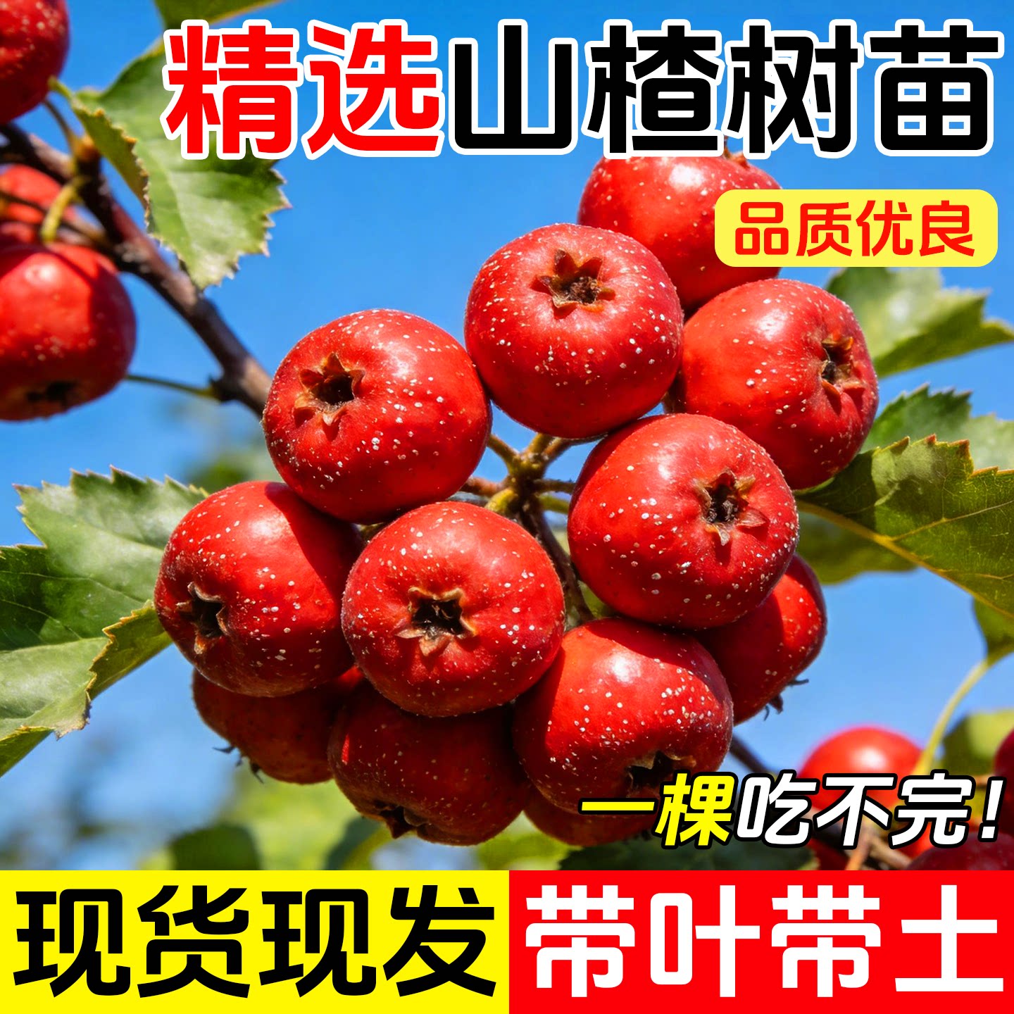 山楂树活苗大金星大五棱苗甜红子黄山楂嫁接歪把红果苗山里红树苗