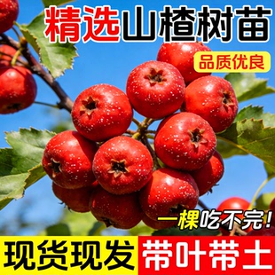 山楂树活苗大金星大五棱苗甜红子黄山楂嫁接歪把红果苗山里红树苗