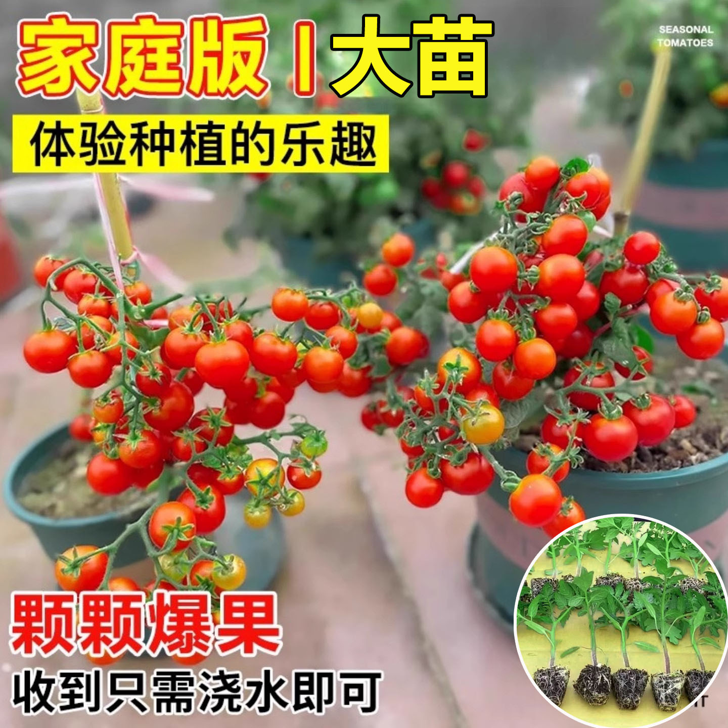 四季矮生番茄苗水果盆栽