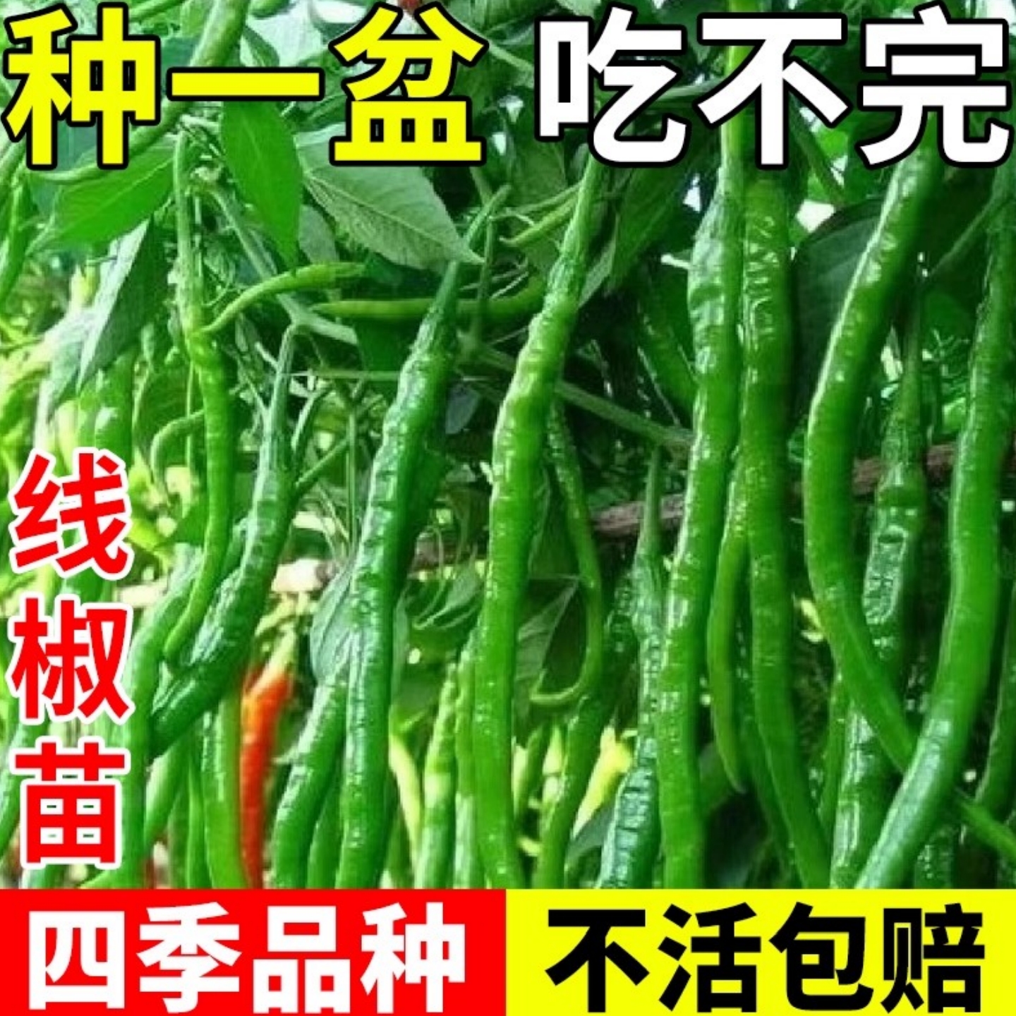 长线椒种辣椒苗秧苗薄皮杭椒种子