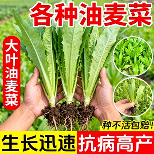 油麦菜苗秧苗麦香味油麦菜广东小叶圆叶香甜生菜苗水培秋冬蔬菜苗