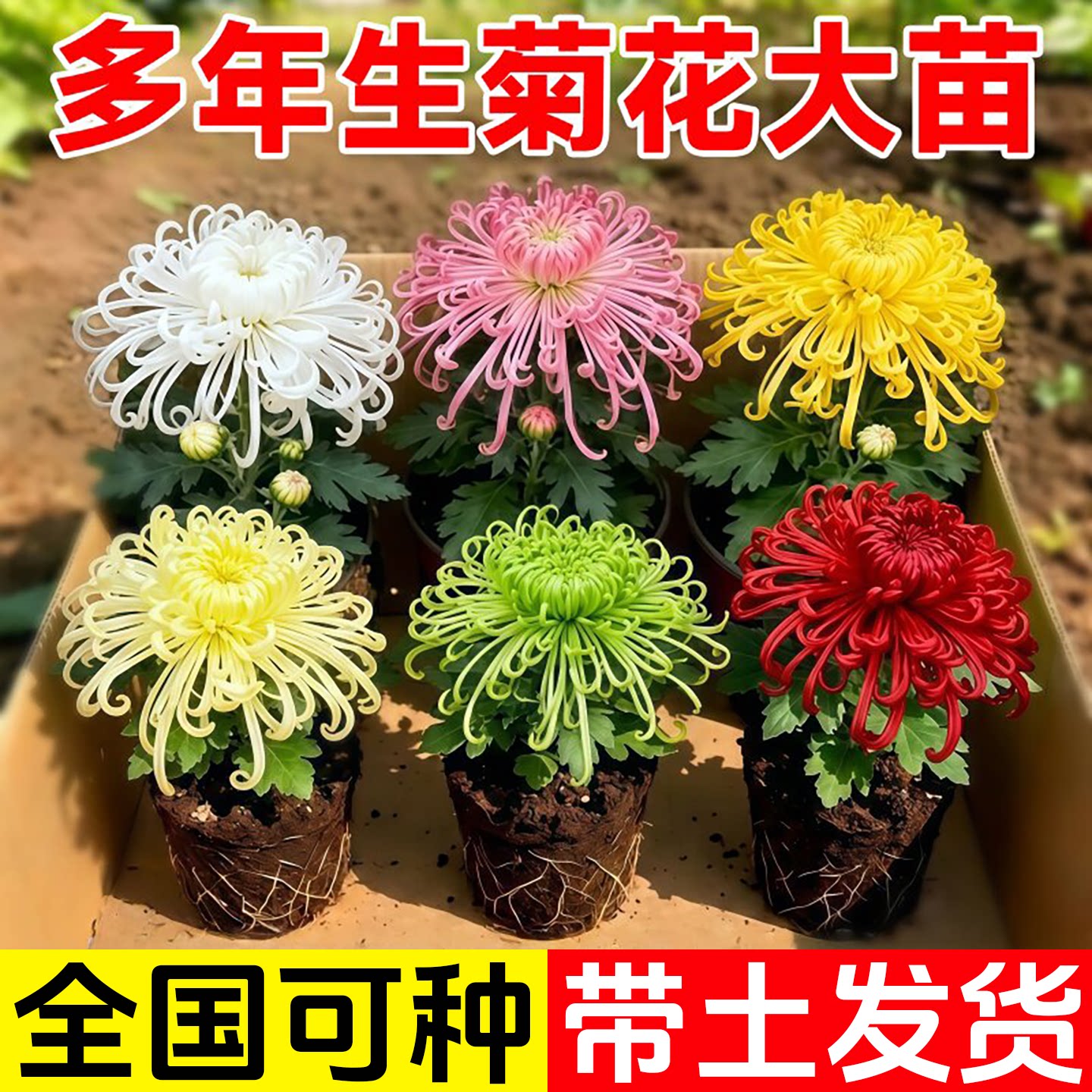 菊花苗四季开花盆栽九月菊荷兰金丝菊室内外植物花期长好养的花卉