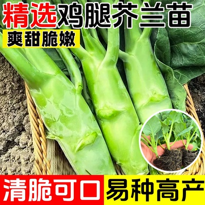 鸡腿芥蓝苗甜脆种苗粗条四季种植