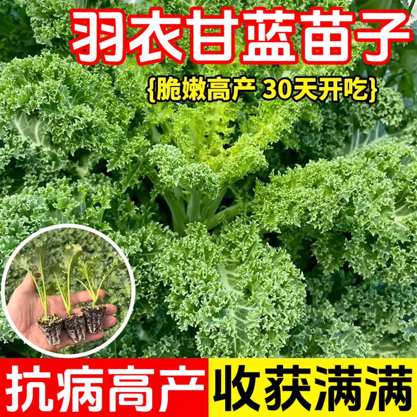羽衣甘蓝秧苗种籽苗孑食用秋冬季绿色蔬菜种籽四季盆栽菜苗冬季