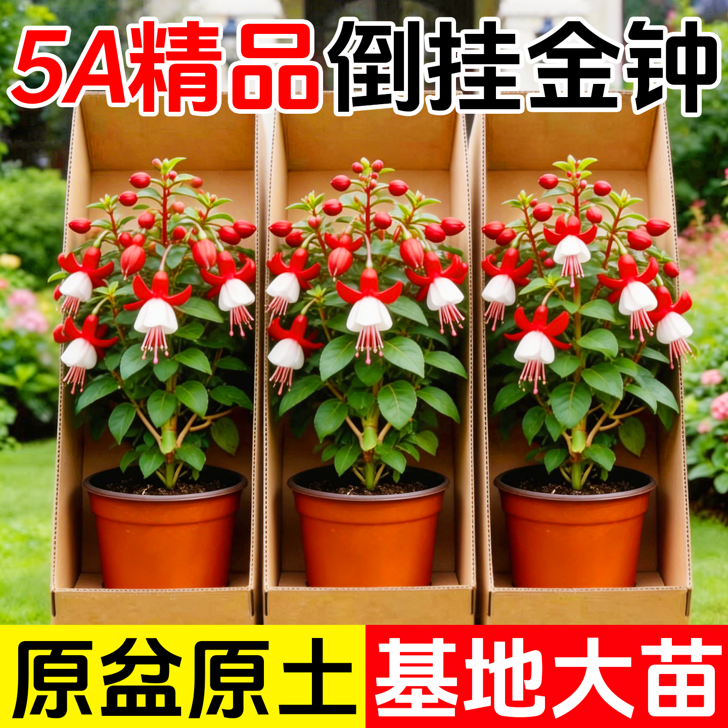灯笼花盆栽四季开花苗爬藤植物阳台室内外倒挂金钟花卉树苗风铃花