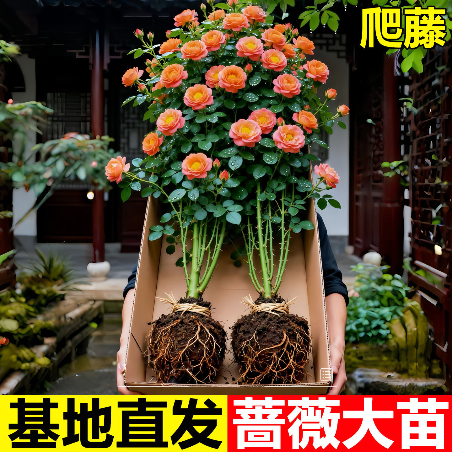 藤本月季爬藤大苗蔷薇花苗特大花树苗庭院爬墙植物四季开花卉盆栽