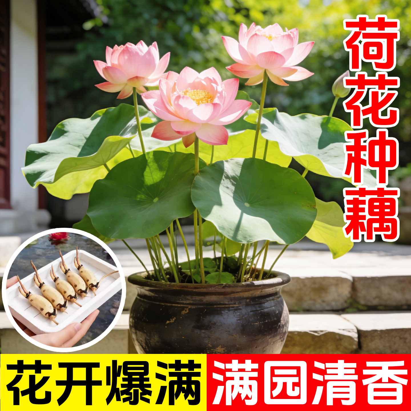 大型观赏荷花种藕苗 莲藕种苗 盆栽荷花 荷花莲藕苗莲花苗池塘