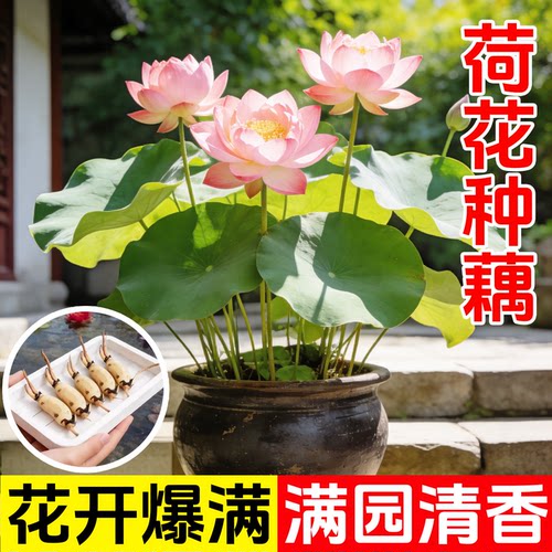 大型观赏荷花种藕苗莲藕种苗