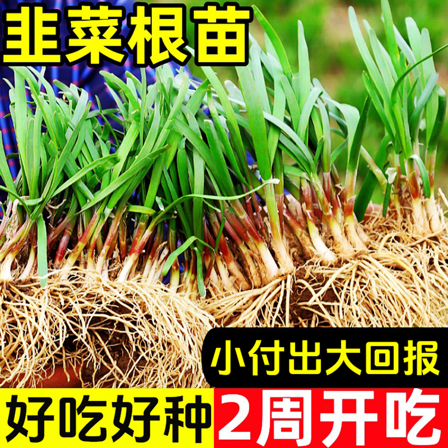 现挖韭菜根苗紫根紫红根韭菜籽苗
