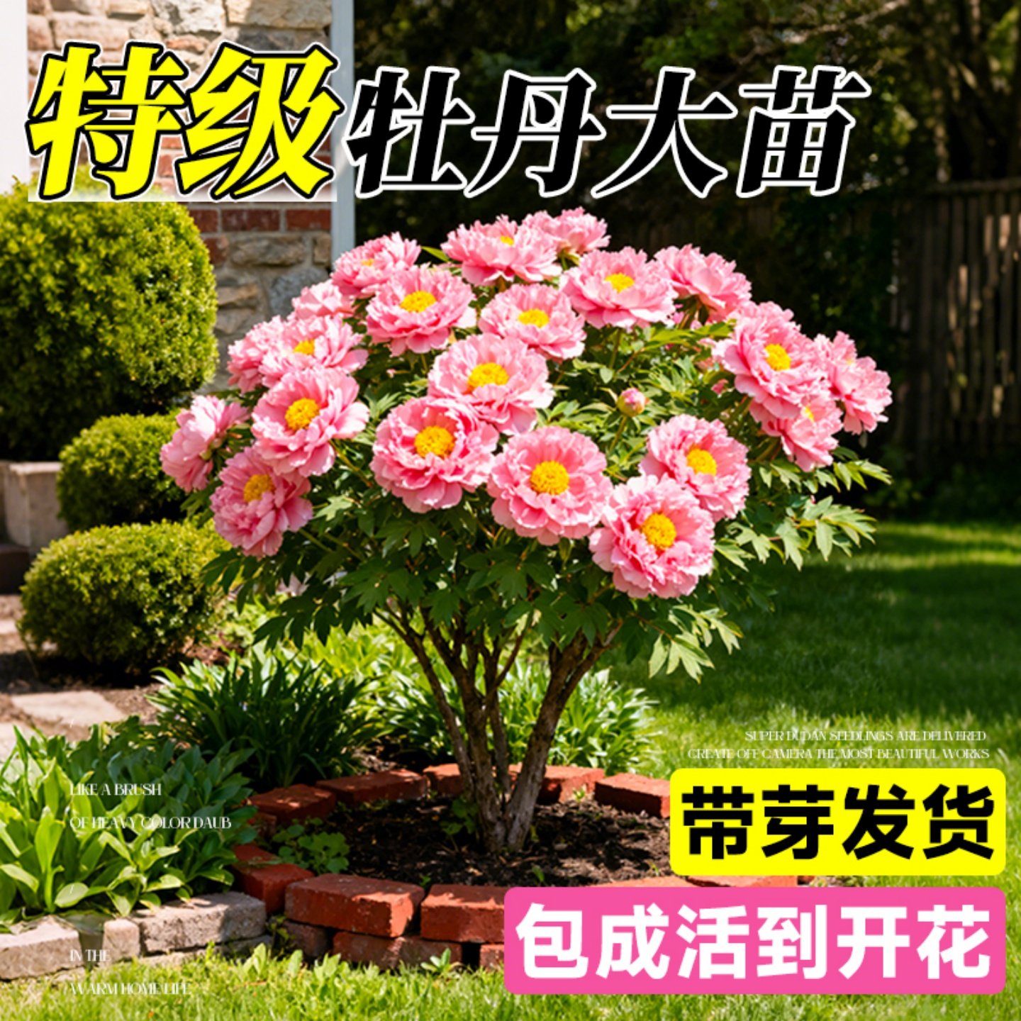 牡丹花大苗盆栽正宗名贵洛阳花卉老桩四季带芽苞重瓣观赏植物缠枝