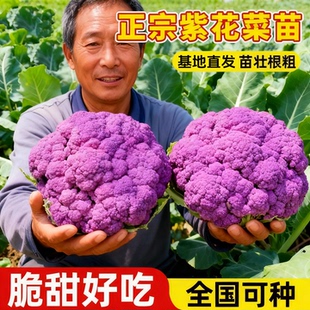 紫花菜秧苗带土发货特色花椰菜西蓝花苗春秋四季菜花阳台蔬菜苗