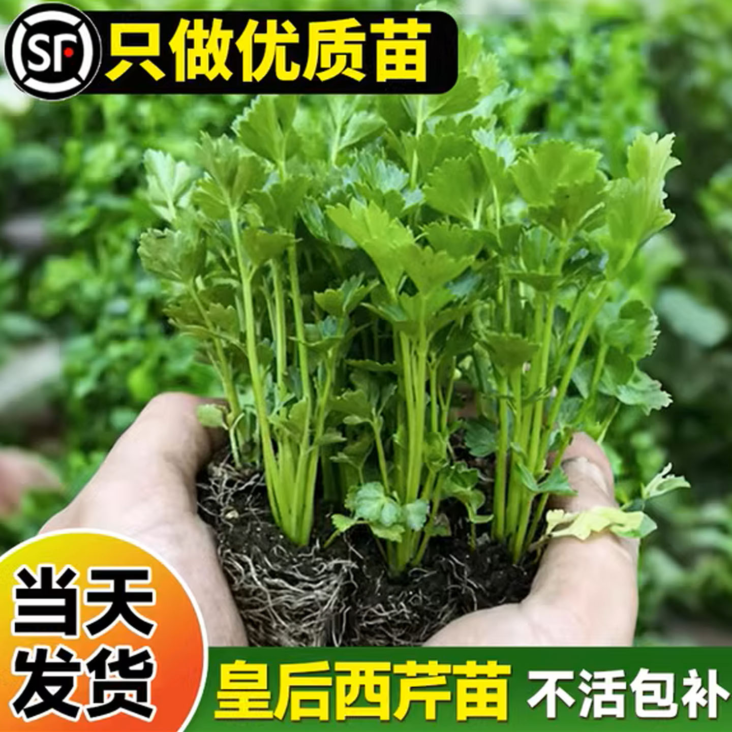 芹菜苗秧蔬菜苗种子籽孑阳台