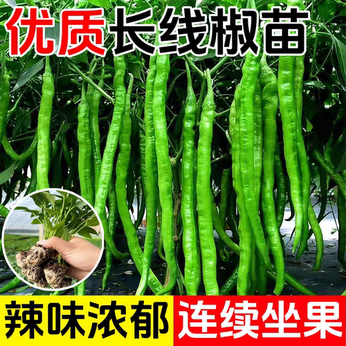 高产线椒苗红线椒二荆条苗辣椒苗