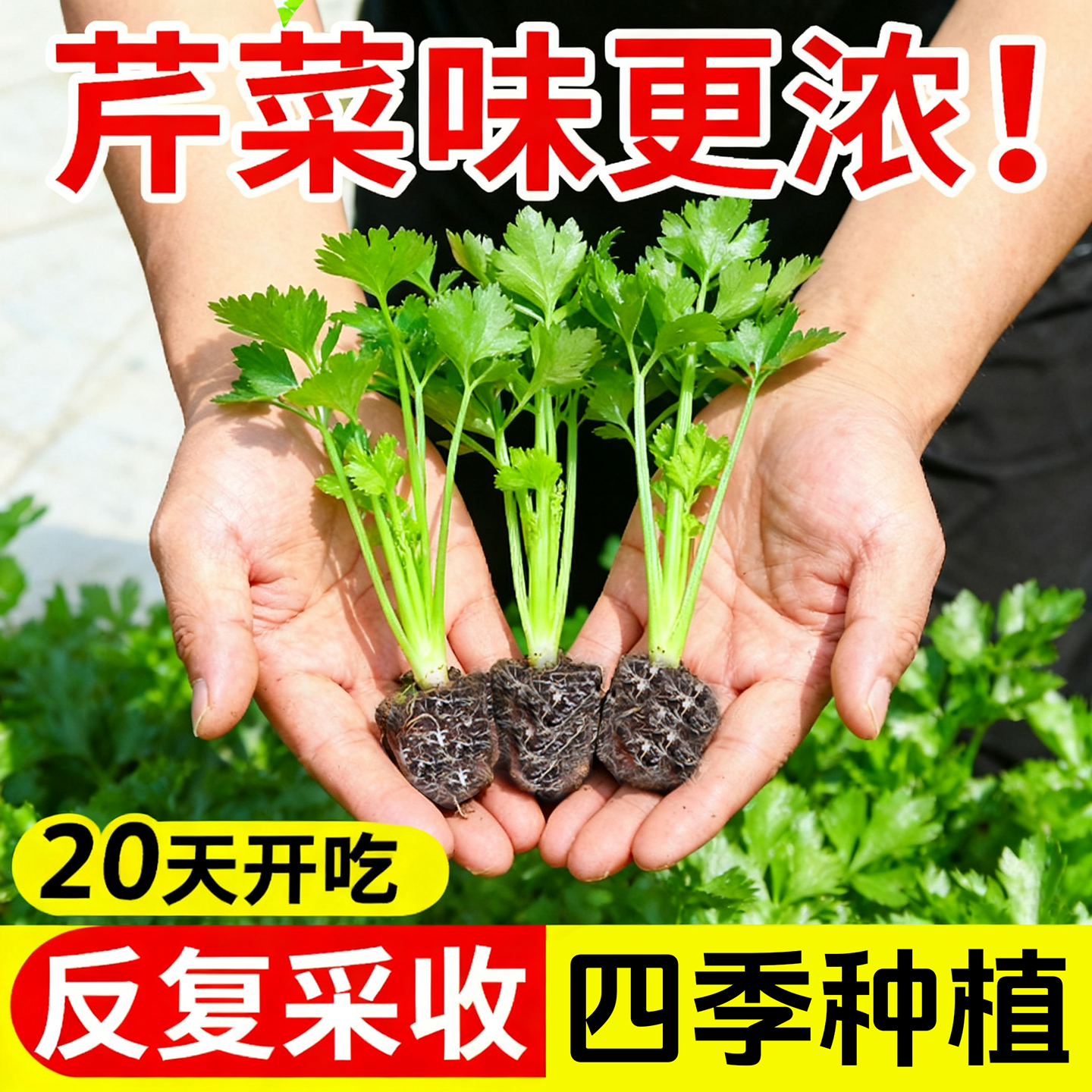 四季水果小香芹菜苗秧苗大芹菜苗老品种芹菜根苗芹种籽秋季蔬菜苗,鲜花速递/花卉仿真/绿植园艺,种苗/半成品盆栽,淘宝优惠券,粉丝福利购,淘宝优惠卷