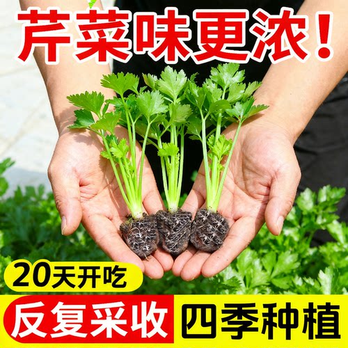 四季水果小香芹菜苗秧苗大芹菜苗