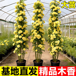 红木香花苗爬藤植物庭院阳台四季耐寒植物黄白木香花树苗盆栽大苗