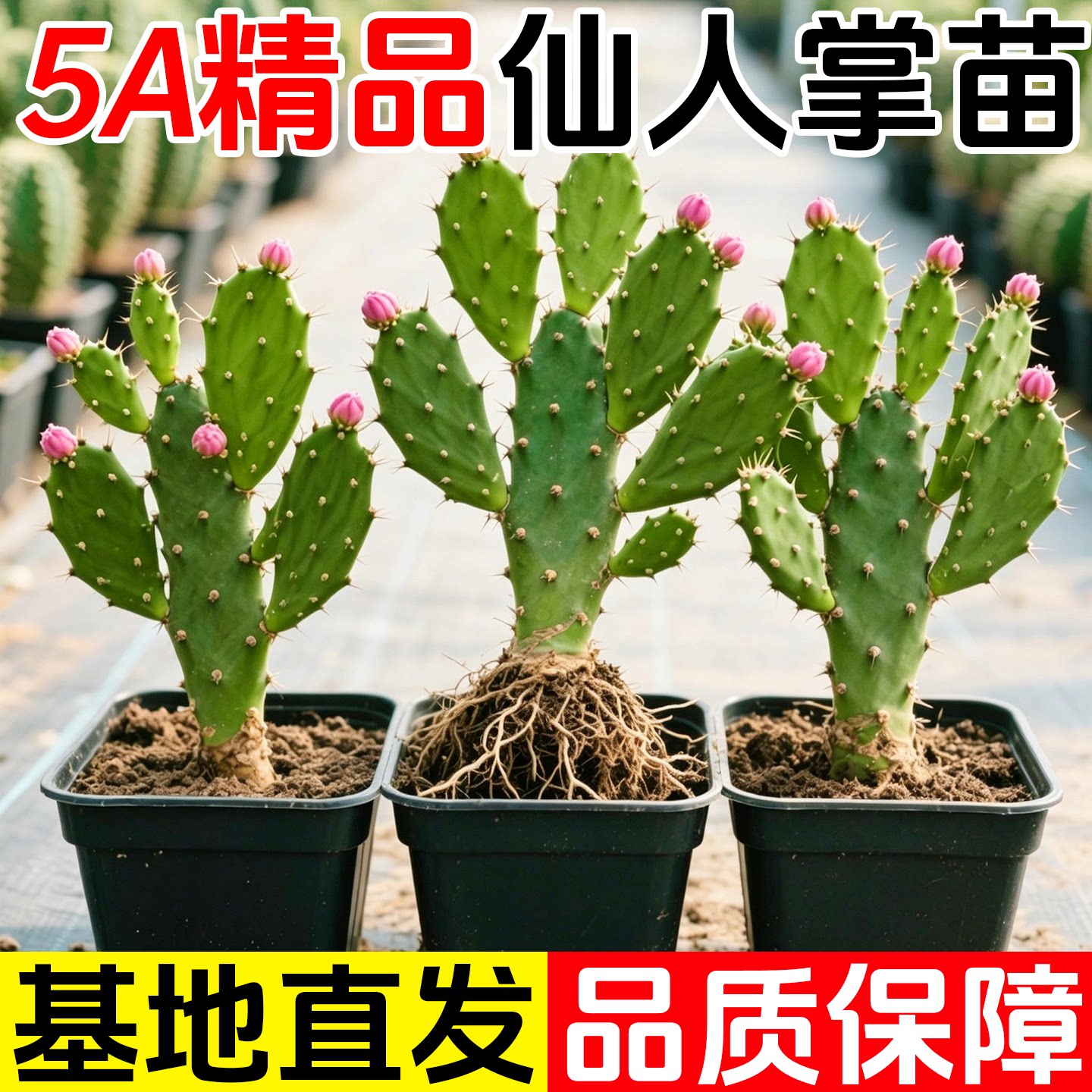 千手观音仙人掌千佛手开花老桩树型盆栽夏季大型绿植室内外耐旱