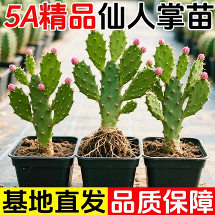 千手观音仙人掌千佛手开花老桩树型盆栽夏季大型绿植室内外耐旱