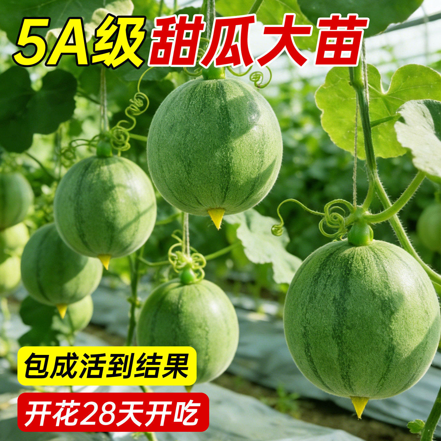 绿宝石甜瓜种苗香瓜种籽甜瓜籽绿皮超甜水果甜瓜籽苗脆瓜酥瓜种孑