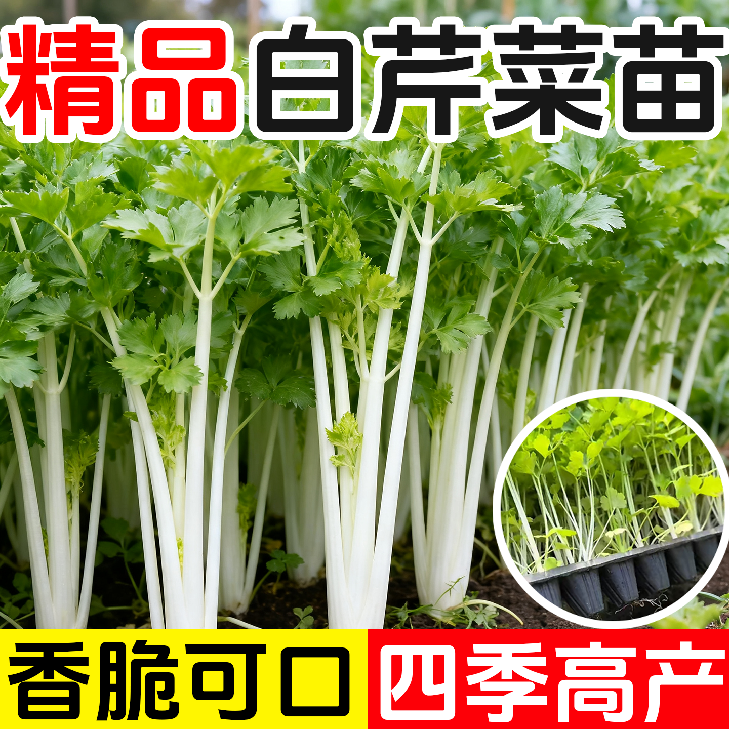 四季白芹菜苗秧苗脆嫩白杆芹菜苗