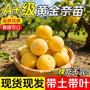 黄金奈李子树苗红心新品种特大嫁接蜂糖李南北方种植果树果苗大全