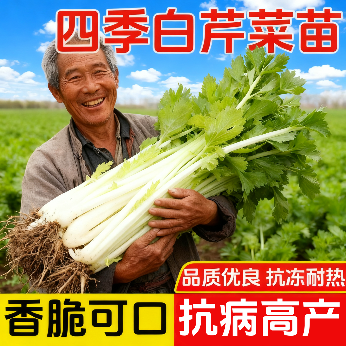 雪白实芹白芹菜苗秧苗种子秋冬季