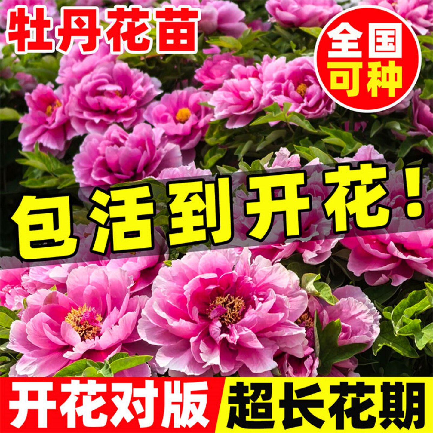 牡丹花树苗盆栽带花苞正宗洛阳名贵鲜花老桩花卉绿植四季好养绿植