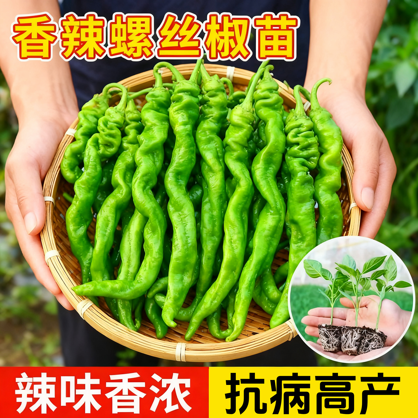 大果香辣螺丝椒苗秧线椒七彩椒苗