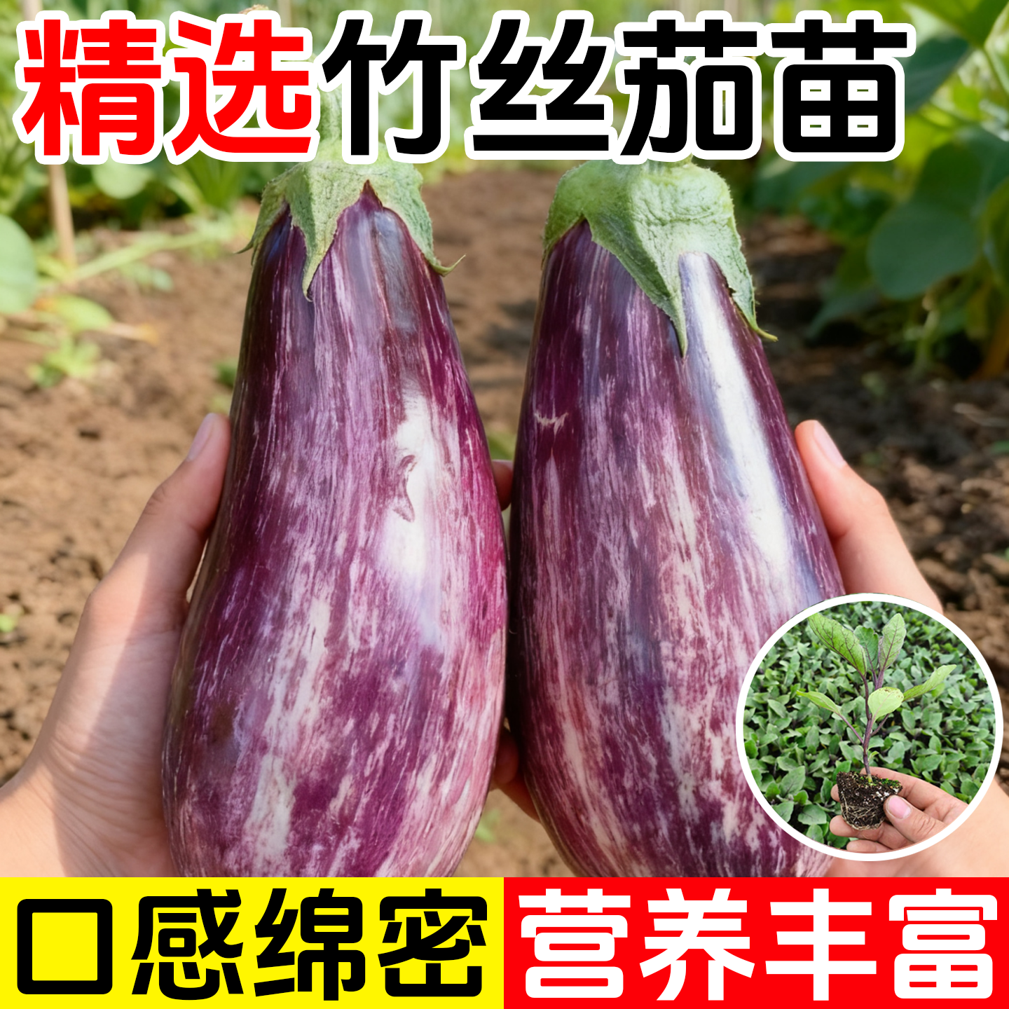 正宗竹丝茄苗秧面包花茄水果茄种子高产四季盆栽带土球烧烤茄子,鲜花速递/花卉仿真/绿植园艺,种苗/半成品盆栽,淘宝优惠券,粉丝福利购,淘宝优惠卷