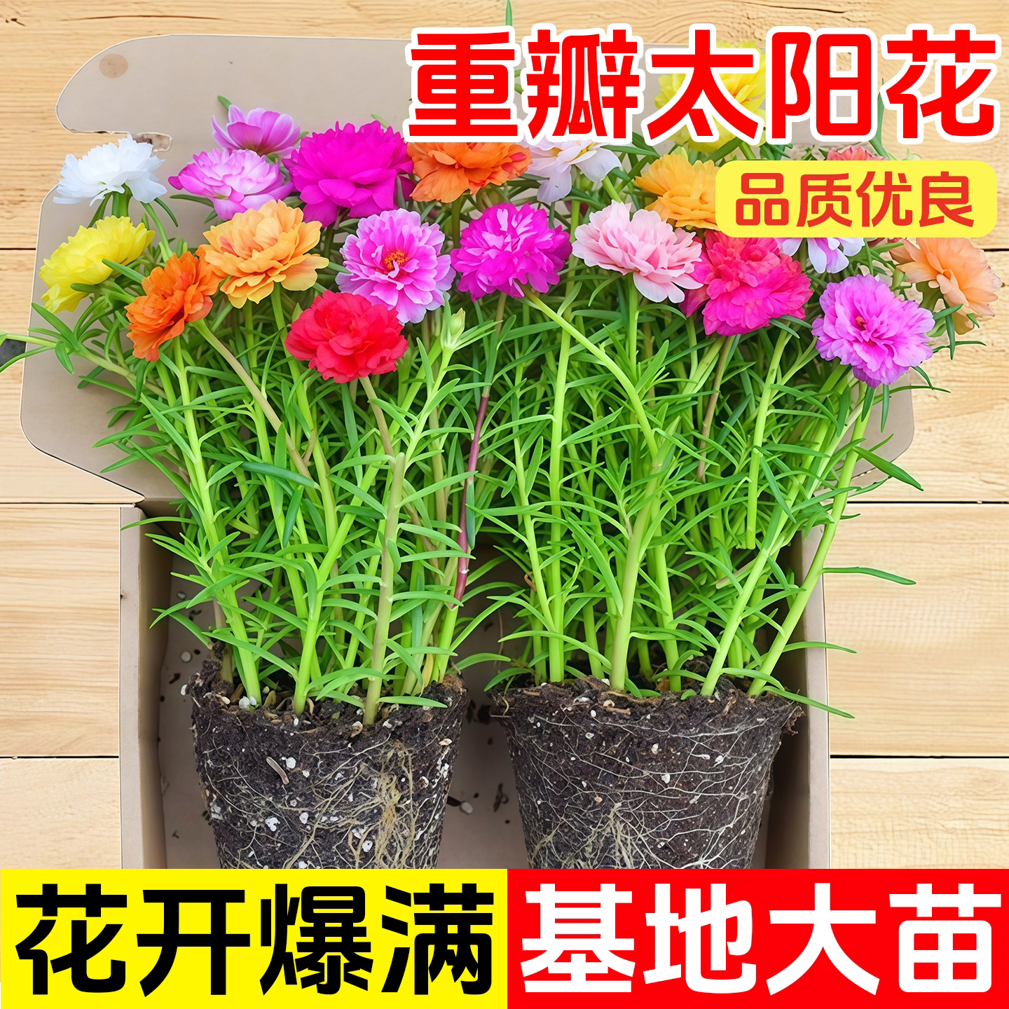 重瓣太阳花苗宿根枝条带根带花苞图片